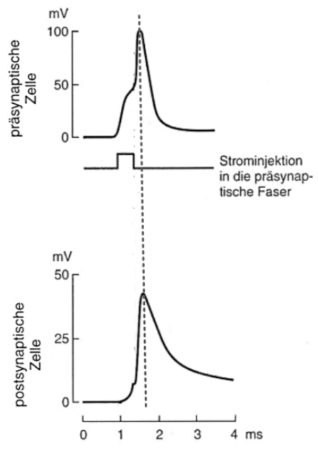 Zwei Diagramme: präsynaptisches Aktionspotenzial nach Strominjektion und verzögerte postsynaptische Antwort (mV vs ms).